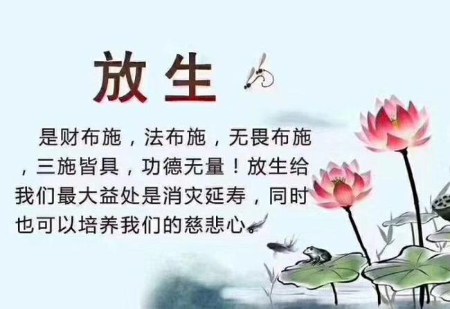 为什么你的放生咒没功德？